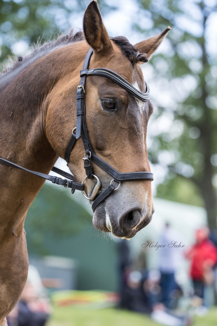 Bild 200 - Pony Akademie Turnier